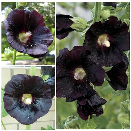 Seed Needs, Black Hollyhock Seeds - 100 Heirloom Seeds for Planting Alcea rosea - Great for Gothic Gardens, Open Pollinated Biennial That Attracts Pollinators (1 Pack)