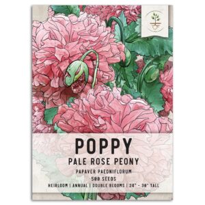 seed needs, pale rose peony poppy seeds - 500 heirloom seeds for planting papaver paeoniflorum - beautiful pink ruffled blooms to attract butterflies to the garden (1 pack)