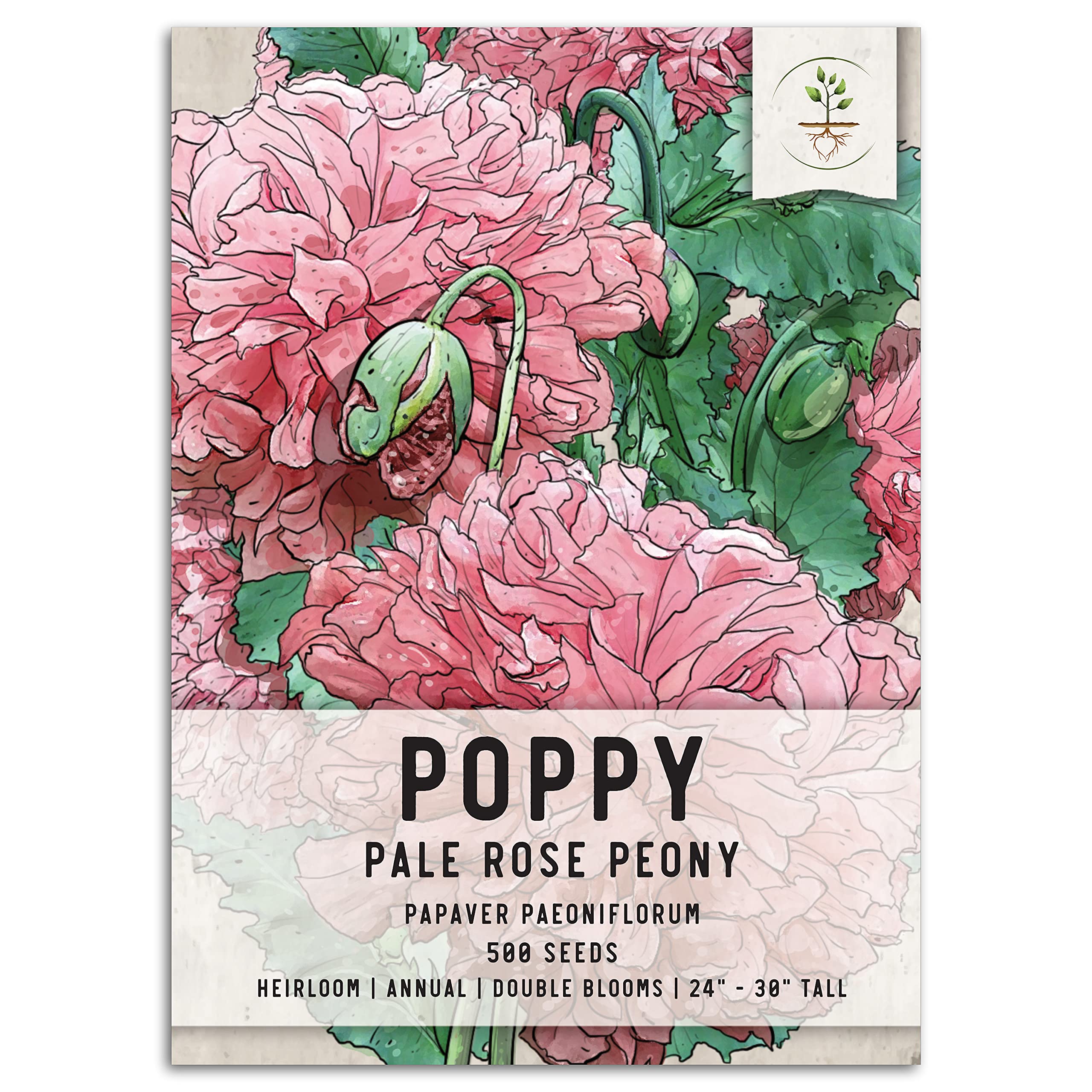 Seed Needs, Pale Rose Peony Poppy Seeds - 500 Heirloom Seeds for Planting Papaver paeoniflorum - Beautiful Pink Ruffled Blooms to Attract Butterflies to The Garden (1 Pack)