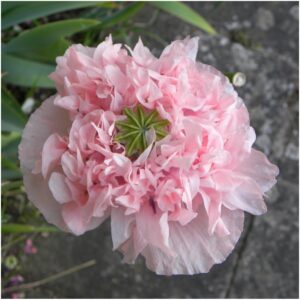 Seed Needs, Pale Rose Peony Poppy Seeds - 500 Heirloom Seeds for Planting Papaver paeoniflorum - Beautiful Pink Ruffled Blooms to Attract Butterflies to The Garden (1 Pack)
