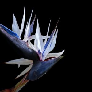 White Bird of Paradise Seeds - 5 Seeds to Grow - Great Indoor Plant or Bonsai - Strelitzia nicolai