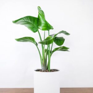 White Bird of Paradise Seeds - 5 Seeds to Grow - Great Indoor Plant or Bonsai - Strelitzia nicolai