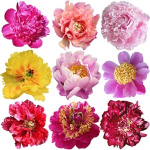 peony seeds - 10 seeds - mixed colors, great for bonsai, container or outdoor growing