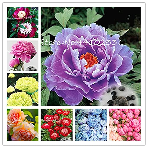 Peony Seeds - 10 Seeds - Mixed Colors, Great for Bonsai, Container or Outdoor Growing