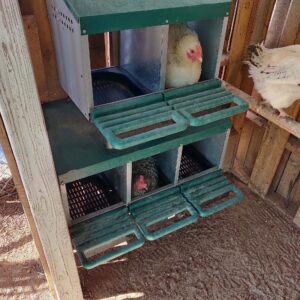 Homestead Essentials 2 Compartment Roll Out Nesting Box for Chickens | Heavy Duty Chicken Coop Nesting Box with Lid Cover to Protect Eggs (with Perch) | for Up to 10 Hens