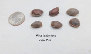 10 Giant Sugar Pine Tree Seeds for Planting - Produces The Largest Pine Cones on The Planet