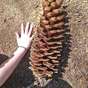 10 Giant Sugar Pine Tree Seeds for Planting - Produces The Largest Pine Cones on The Planet