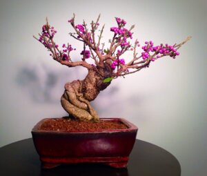 bonsai beauty berry - callicarpa americana - 20 seeds - non-gmo seeds, shipped from iowa. made in usa. fruit bearing bonasi