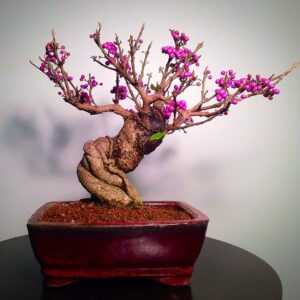 Bonsai Beauty Berry - Callicarpa Americana - 20 Seeds - Non-GMO Seeds, Shipped from Iowa. Made in USA. Fruit Bearing Bonasi