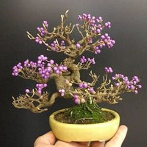 Bonsai Beauty Berry - Callicarpa Americana - 20 Seeds - Non-GMO Seeds, Shipped from Iowa. Made in USA. Fruit Bearing Bonasi