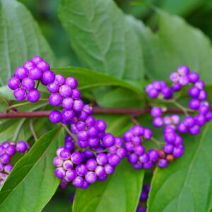 Bonsai Beauty Berry - Callicarpa Americana - 20 Seeds - Non-GMO Seeds, Shipped from Iowa. Made in USA. Fruit Bearing Bonasi