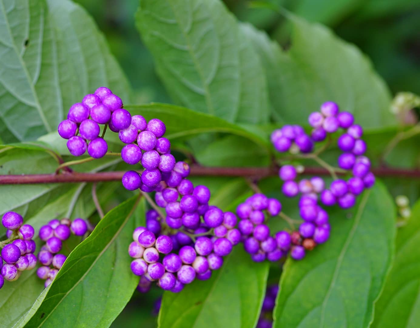 Bonsai Beauty Berry - Callicarpa Americana - 20 Seeds - Non-GMO Seeds, Shipped from Iowa. Made in USA. Fruit Bearing Bonasi