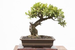chinese boxwood bonsai tree seeds - easy to maintain, slow growing bonsai specimen