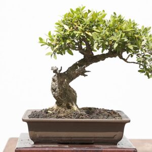 Chinese Boxwood Bonsai Tree Seeds - Easy to Maintain, Slow Growing Bonsai Specimen