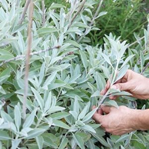 White Sage Seeds to Grow - 100 Seeds - Indoor Outdoor Herb Sage