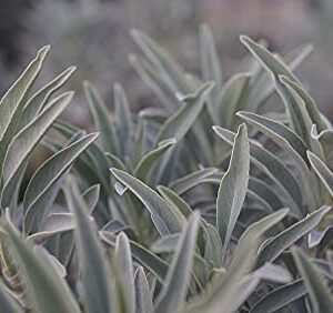 White Sage Seeds to Grow - 100 Seeds - Indoor Outdoor Herb Sage