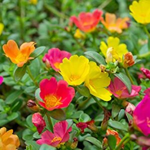 Moss Rose Seeds for Planting - 1,000 Seeds - ‘Portulaca Grandiflora’ Flowers for Bonsai Garden Balcony Planting