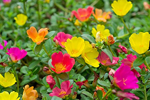 Moss Rose Seeds for Planting - 1,000 Seeds - ‘Portulaca Grandiflora’ Flowers for Bonsai Garden Balcony Planting