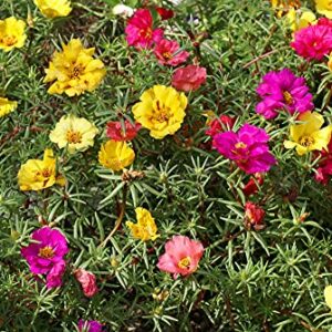 Moss Rose Seeds for Planting - 1,000 Seeds - ‘Portulaca Grandiflora’ Flowers for Bonsai Garden Balcony Planting