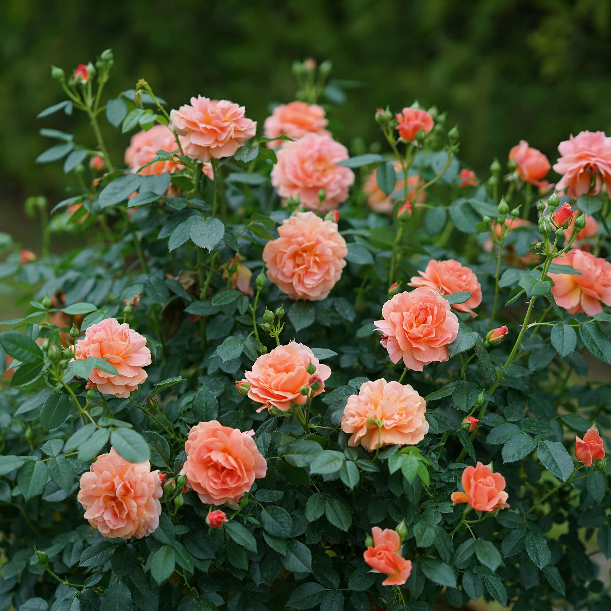 Proven Winner at Last Rose, 2 Gallon, Sunset Orange