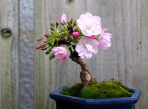 10 japanese flowering cherry blossom bonsai seeds, fresh exotic rare bonsai seeds
