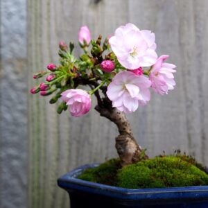 10 Japanese Flowering Cherry Blossom Bonsai Seeds, Fresh Exotic Rare Bonsai Seeds