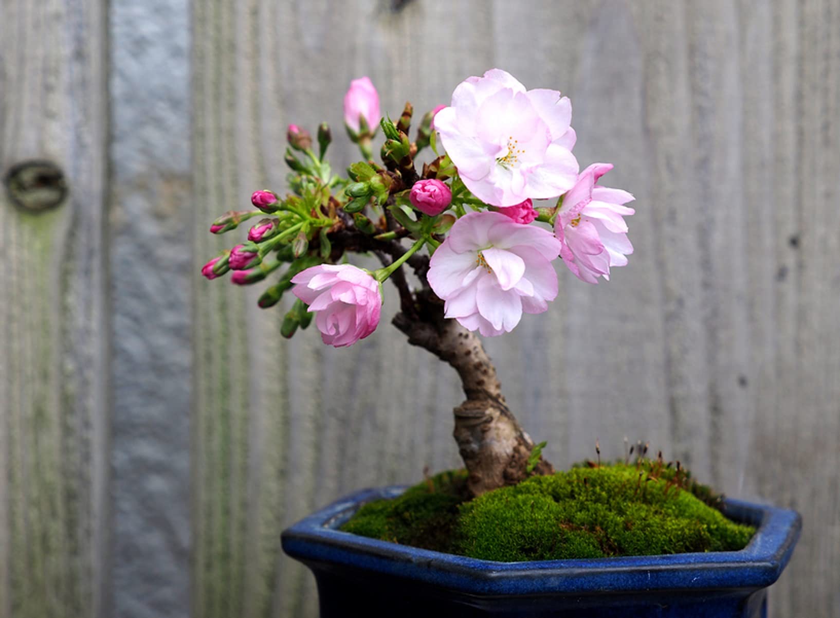 10 Japanese Flowering Cherry Blossom Bonsai Seeds, Fresh Exotic Rare Bonsai Seeds