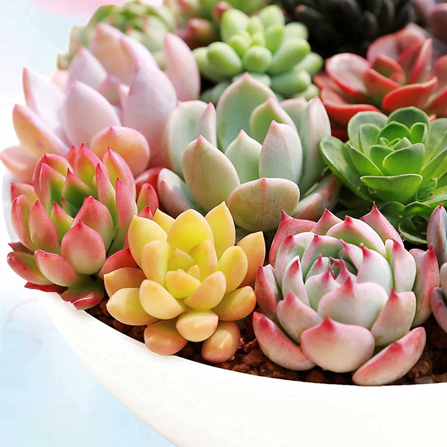 MITRAEE 100PCS Seeds Mixed Colored Succulents Seeds | Non-GMO | Rare Beauty Home Bonsai Easy to Grow Flower Plant Fresh Garden Seeds, Gardeners Choice!