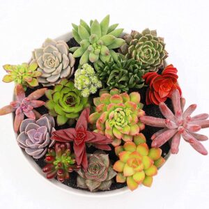 MITRAEE 100PCS Seeds Mixed Colored Succulents Seeds | Non-GMO | Rare Beauty Home Bonsai Easy to Grow Flower Plant Fresh Garden Seeds, Gardeners Choice!