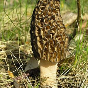 100pcs Seeds Morel Black Mushroom Mycelium Spawn Grow Bonsai Dried Spores for Planting Non GMO