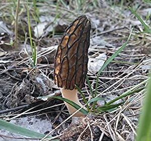 100pcs Seeds Morel Black Mushroom Mycelium Spawn Grow Bonsai Dried Spores for Planting Non GMO