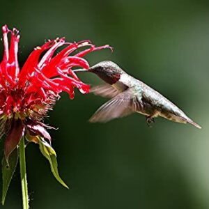 50 Bee Balm Flower Seeds - Monarda Didyma Mixed Color Seeds - Ships from Iowa, USA