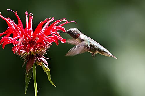 50 Bee Balm Flower Seeds - Monarda Didyma Mixed Color Seeds - Ships from Iowa, USA