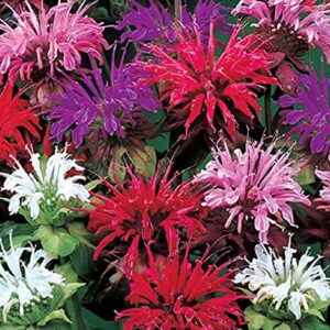 50 Bee Balm Flower Seeds - Monarda Didyma Mixed Color Seeds - Ships from Iowa, USA