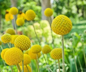 yellow globe flower seeds - 50 seeds - great for cut flowers and flower bonsai - made in usa - drumstick flower