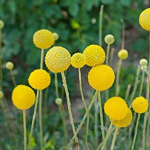 Yellow Globe Flower Seeds - 50 Seeds - Great for Cut Flowers and Flower Bonsai - Made in USA - Drumstick Flower