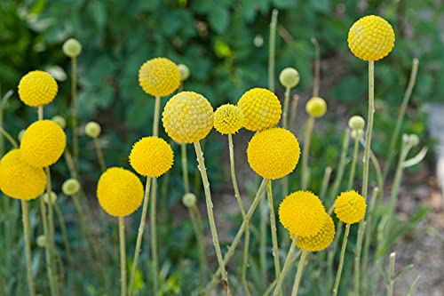 Yellow Globe Flower Seeds - 50 Seeds - Great for Cut Flowers and Flower Bonsai - Made in USA - Drumstick Flower