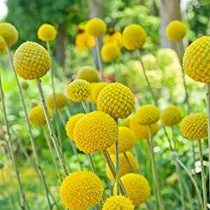 Yellow Globe Flower Seeds - 50 Seeds - Great for Cut Flowers and Flower Bonsai - Made in USA - Drumstick Flower