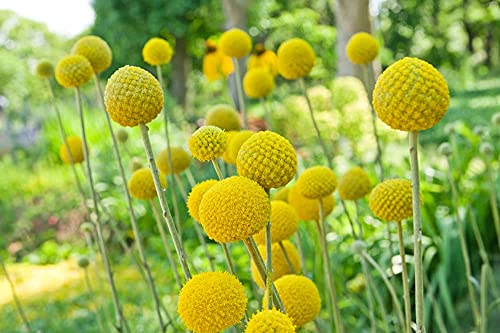 Yellow Globe Flower Seeds - 50 Seeds - Great for Cut Flowers and Flower Bonsai - Made in USA - Drumstick Flower