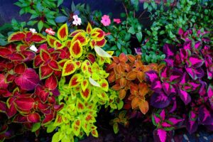 coleus rainbox mix seeds - 100+ seeds for planting - vibrant blooms, great for shade or indoors -ships from iowa, usa