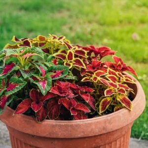 Coleus Rainbox Mix Seeds - 100+ Seeds for Planting - Vibrant Blooms, Great for Shade or Indoors -Ships from Iowa, USA