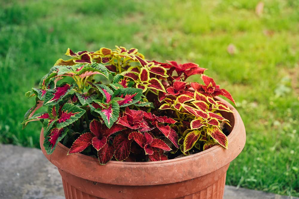 Coleus Rainbox Mix Seeds - 100+ Seeds for Planting - Vibrant Blooms, Great for Shade or Indoors -Ships from Iowa, USA