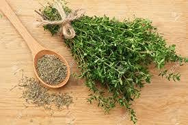 thyme herb seed, non-gmo, 50 seeds, one of the most useful herbs for the kitchen