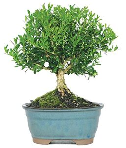 from you flowers - harland boxwood bonsai tree for birthday, anniversary, get well, congratulations, thank you