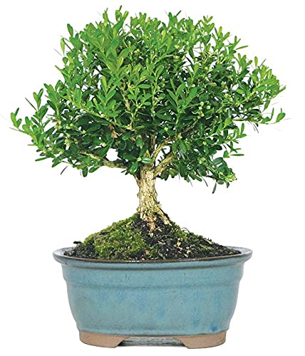 From You Flowers - Harland Boxwood Bonsai Tree for Birthday, Anniversary, Get Well, Congratulations, Thank You