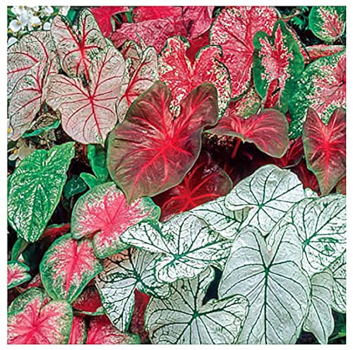 5 Large Caladium Mixed Colors Caladium Bulbs - Bare Root - Zone 9-11