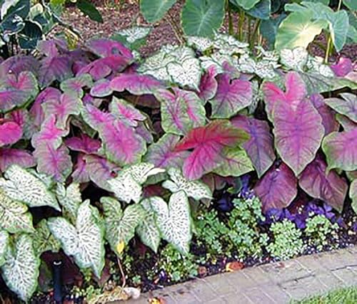 5 Large Caladium Mixed Colors Caladium Bulbs - Bare Root - Zone 9-11