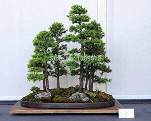 bonsai seeds 100 pcs japanese white spruce pine, pinus parviflora, tree seeds bonsai evergreen diy home gardening