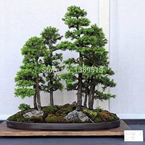 Bonsai Seeds 100 pcs Japanese White Spruce Pine, Pinus parviflora, Tree Seeds Bonsai Evergreen DIY Home Gardening