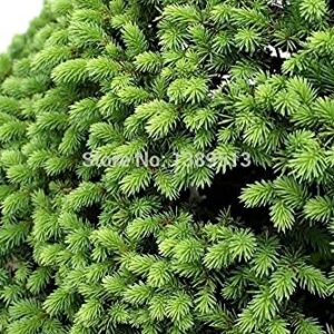 Bonsai Seeds 100 pcs Japanese White Spruce Pine, Pinus parviflora, Tree Seeds Bonsai Evergreen DIY Home Gardening